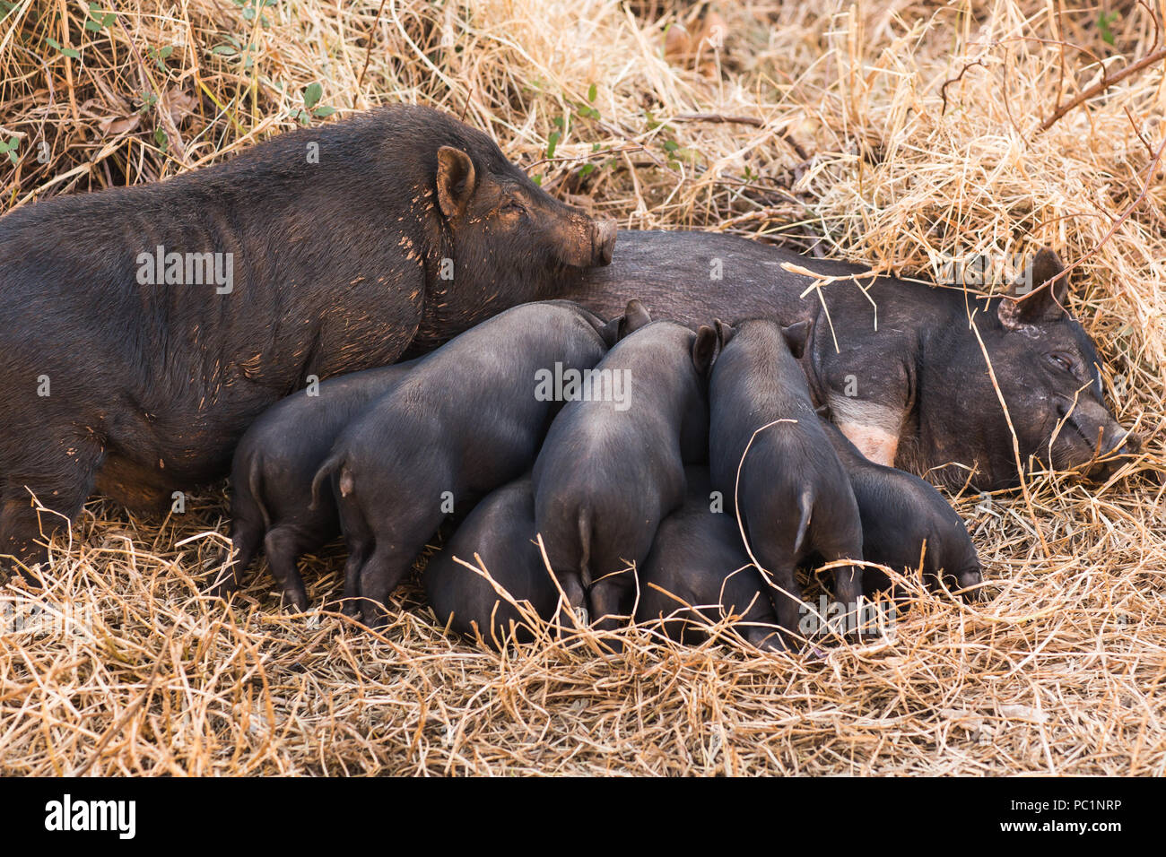 Wild boar piglets drink milk from her mother Stock Photo