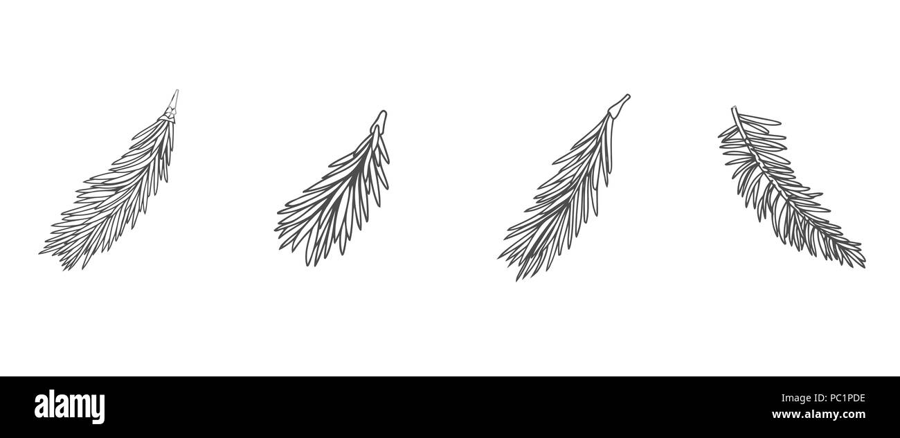 Hand drawn pine tree branch isolated on white background. Ink ...