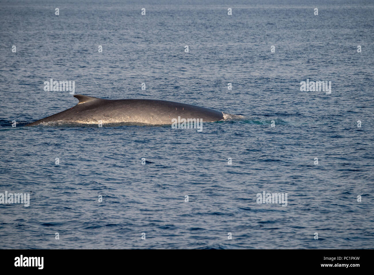 Fin Whale endangered specie rare to see in Mediterranean sea second largest  animal in the world Stock Photo - Alamy