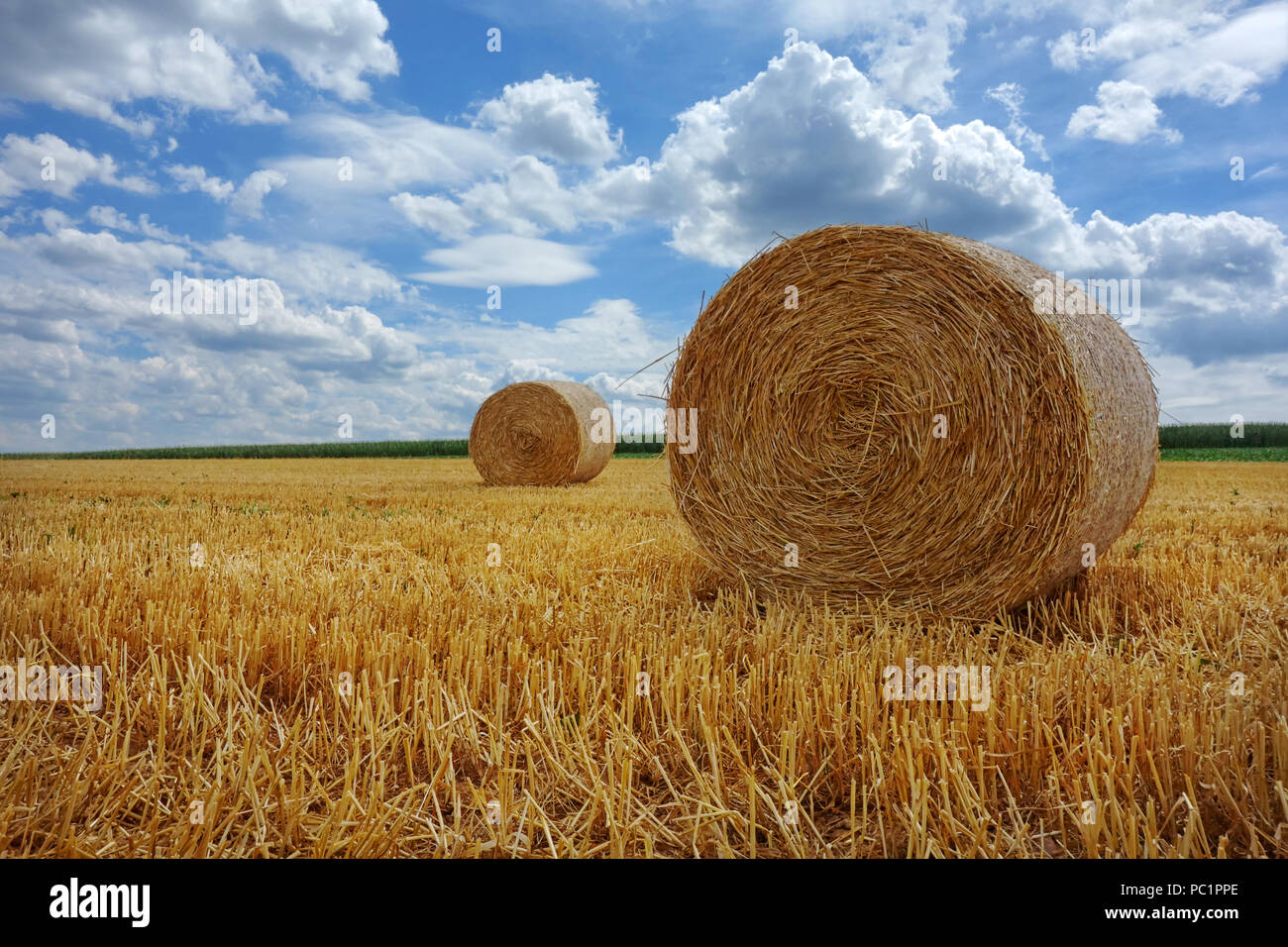 Grain field after harvest Stock Photo - Alamy
