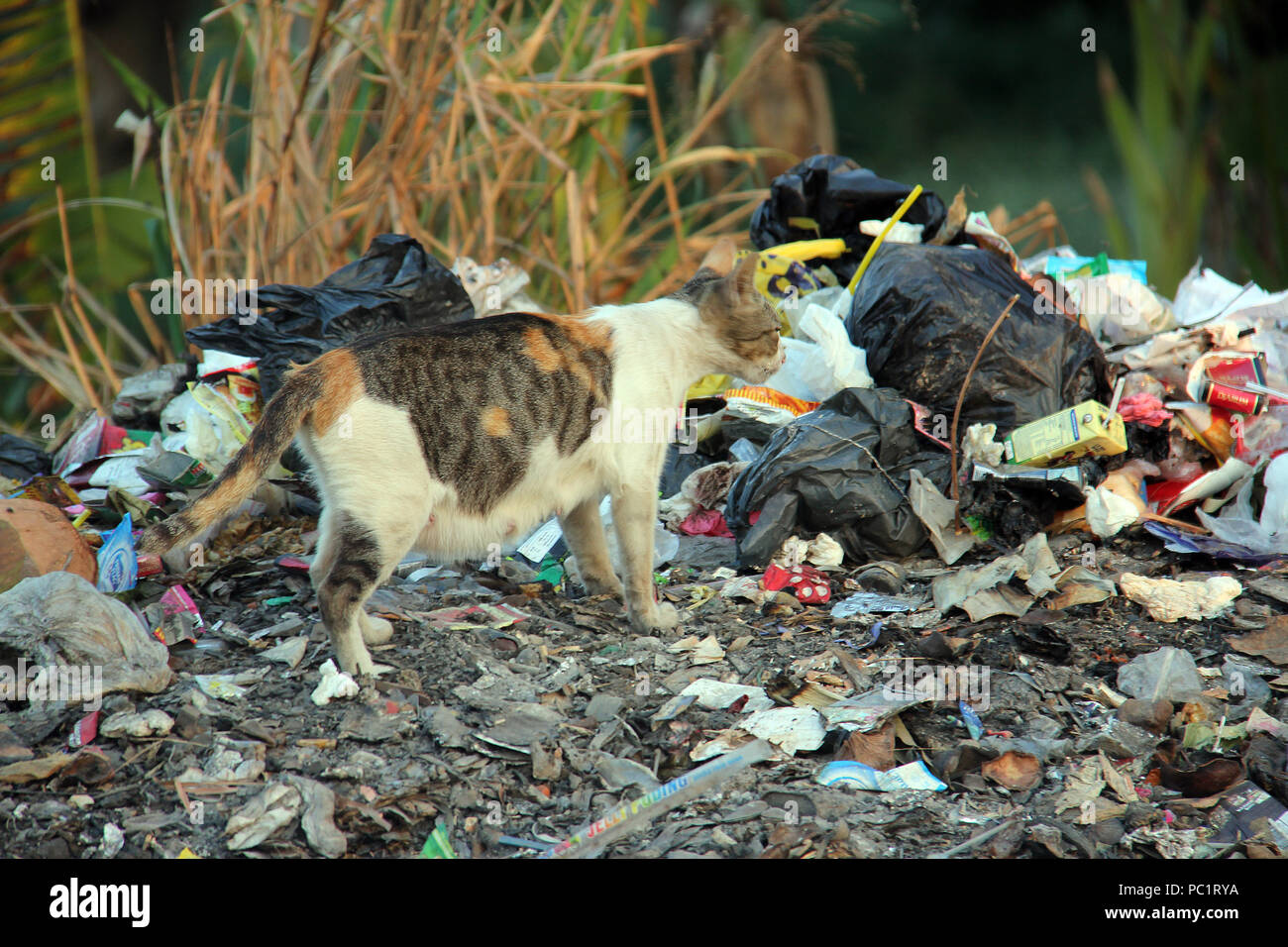 Cats looking for food in a pile of garbage Stock Photo Alamy