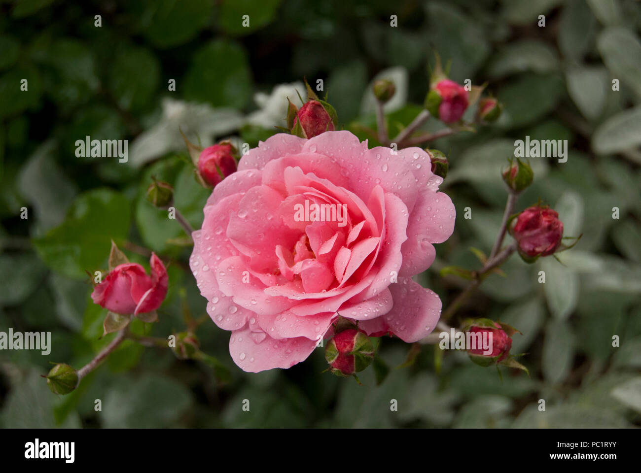 Pink rose flower with pink rose buds and leaves in background. Bern Rose  Gardens, Bern, Switzerland, Europe Stock Photo - Alamy