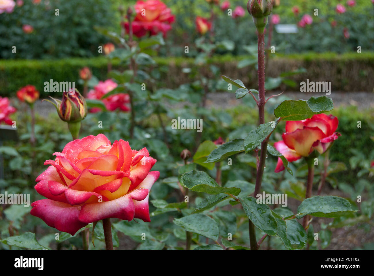 Roses in the rose gardens of Bern, Switzerland, Europe Stock Photo - Alamy