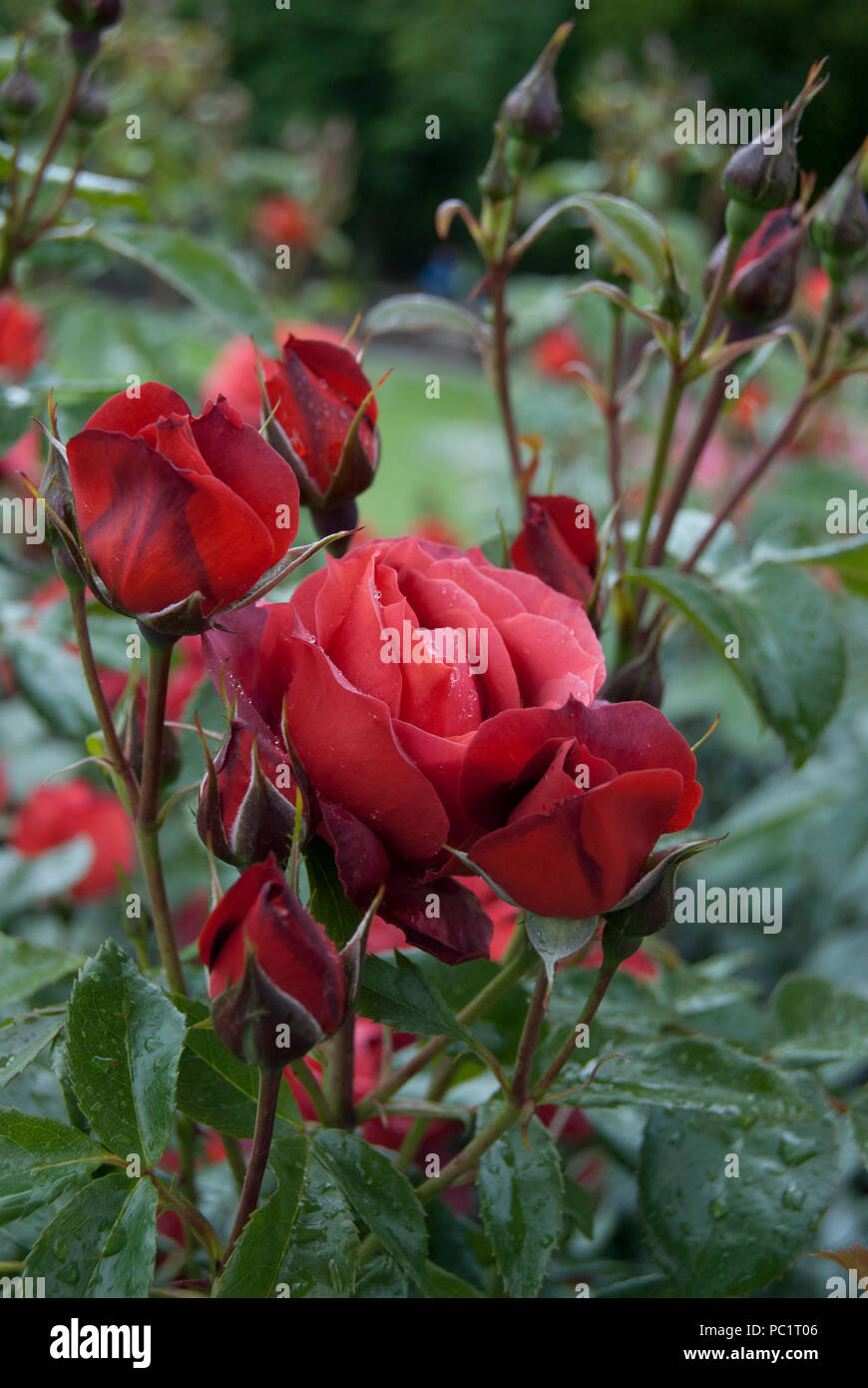Red rose flowers portrait in Bern Rose Gardens, Switzerland, Europe Stock  Photo - Alamy