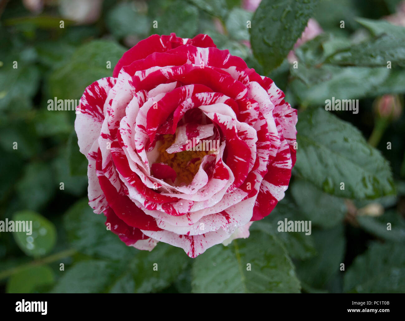 Close up photograph of a Scentimental Rose in the Bern Rose Gardens, Switzerland, Europe Stock Photo