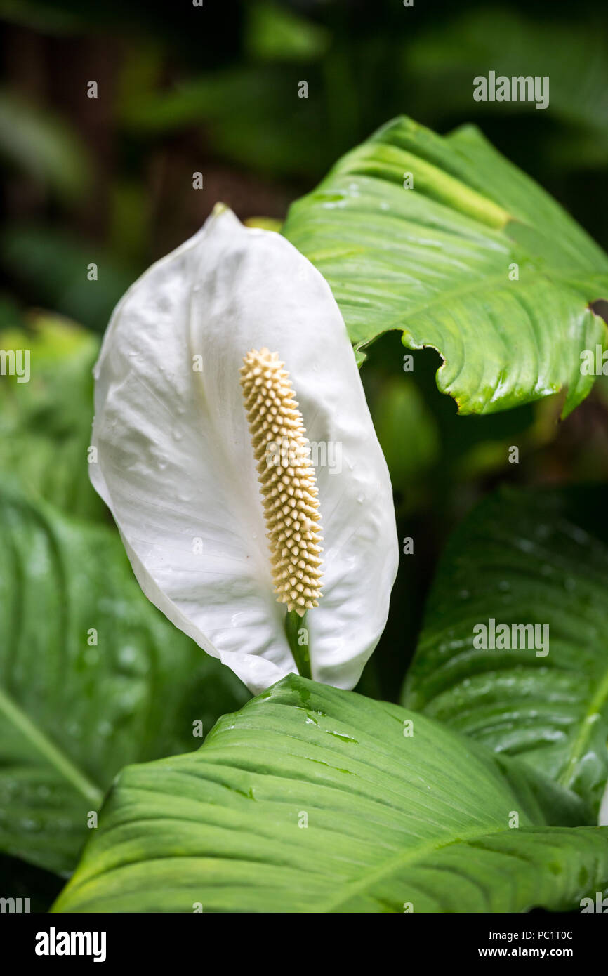 White sale anthurium flower