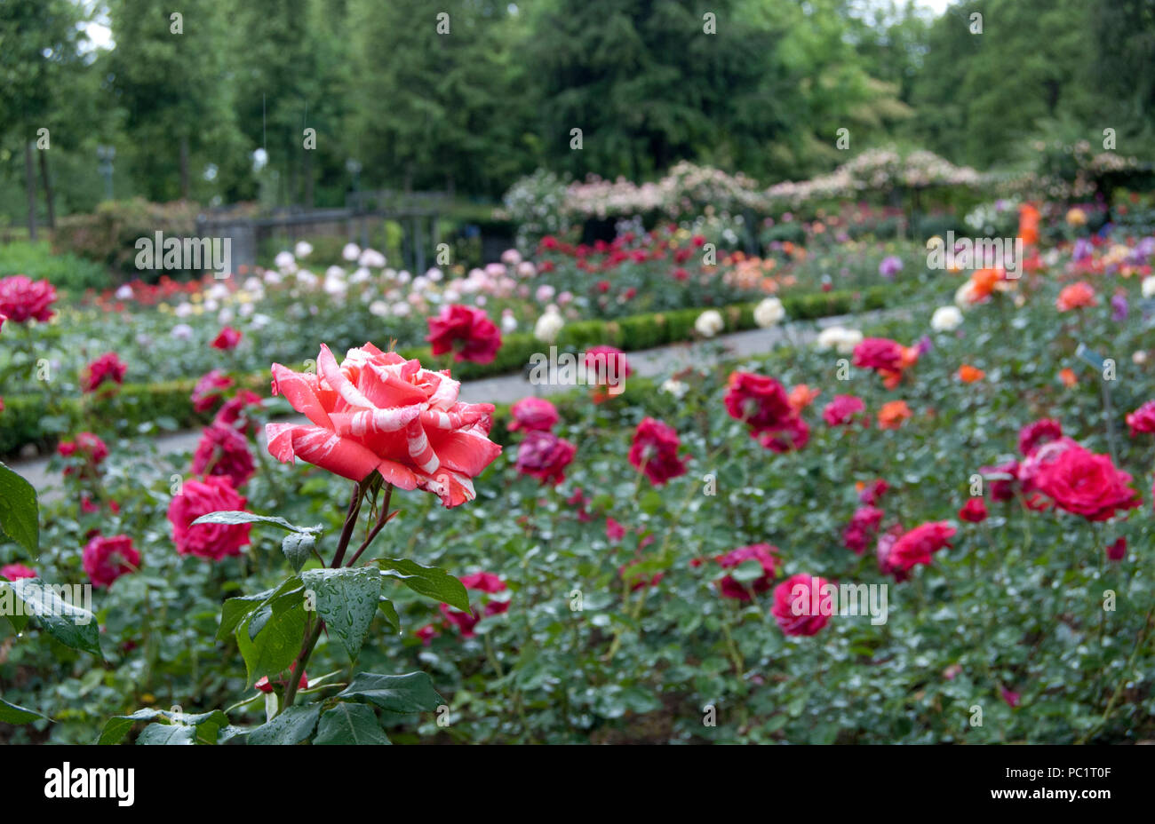 Roses in the rose gardens of Bern, Switzerland, Europe Stock Photo - Alamy
