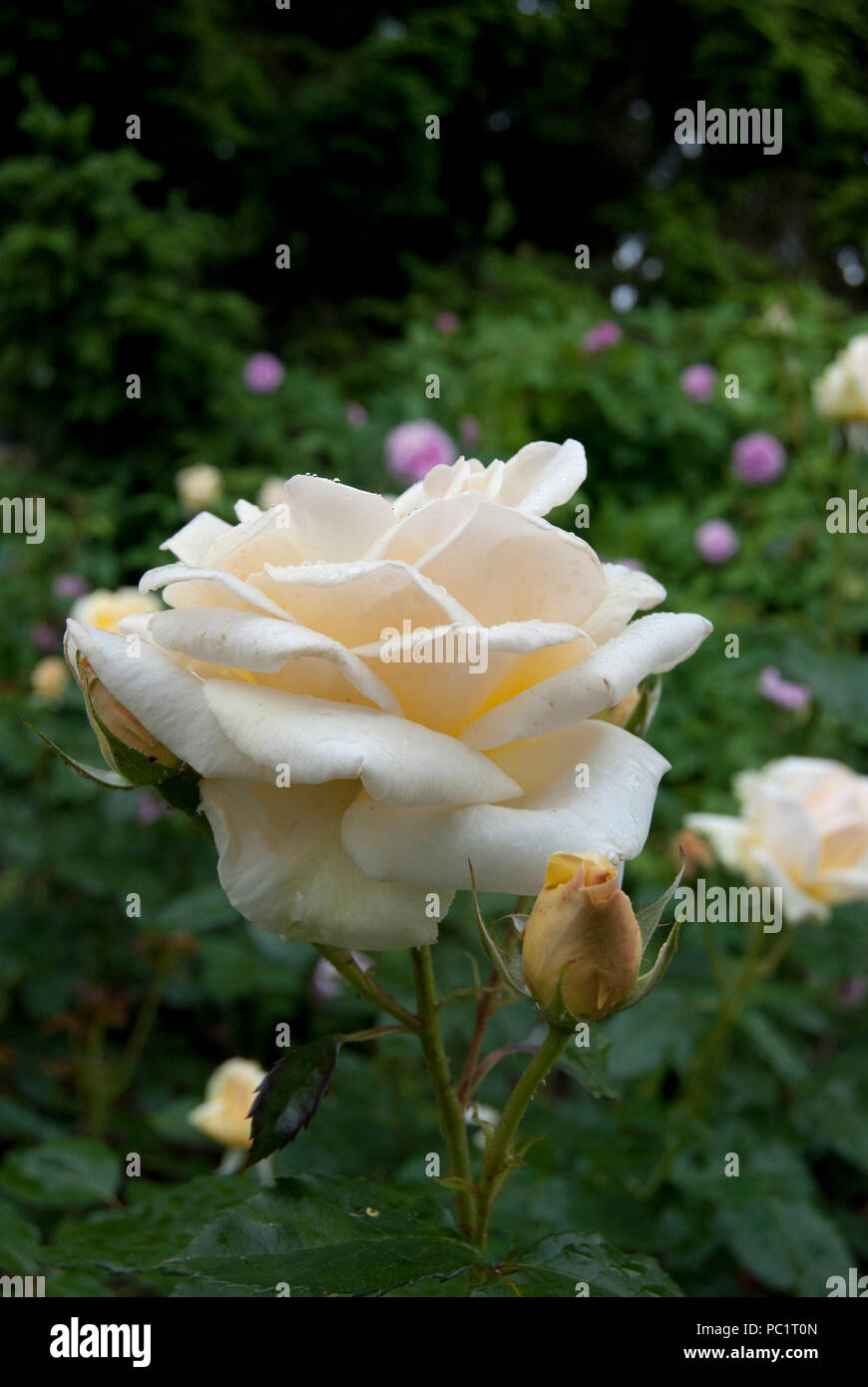 Portrait of a white rose flower in the Bern Rose Gardens, Bern, Switzerland  Stock Photo - Alamy
