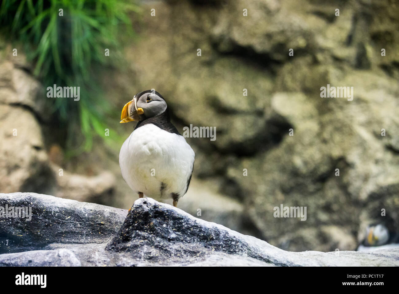 Single Atlantic Puffin standing on Stone in fornt of diffused background, Iceland Stock Photo