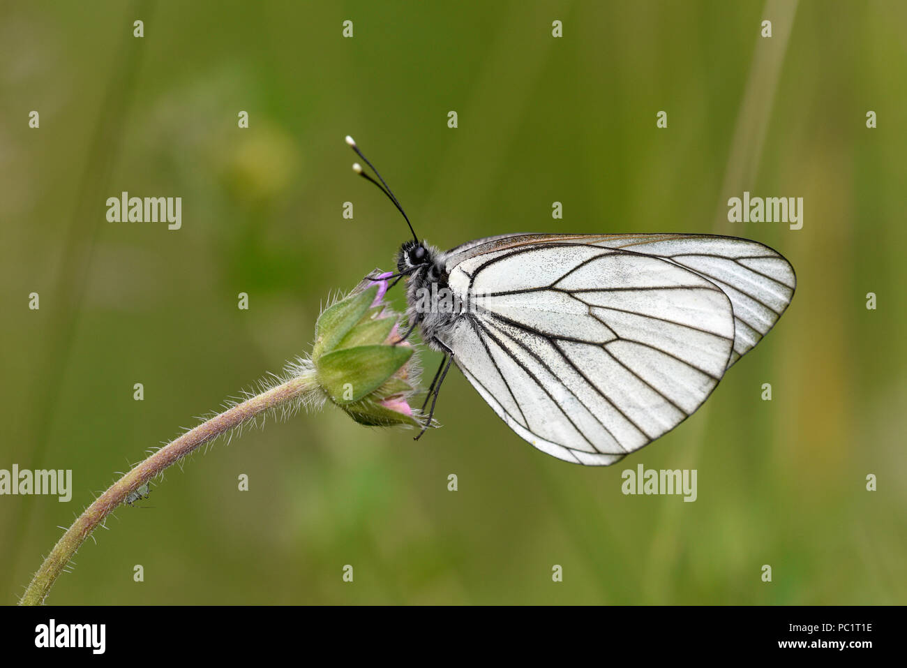 Black-veined White Butterfly (Aporia crataegi) adult at rest on flower, Estonia, July Stock Photo