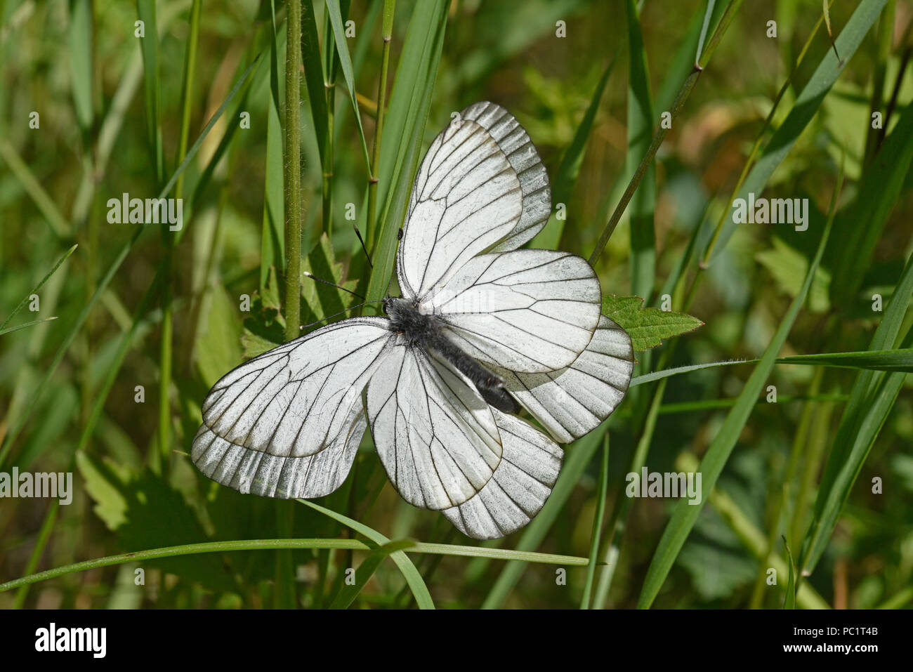 Black-veined White Butterfly (Aporia crataegi) pair mating amongst grass, Estonia, July Stock Photo