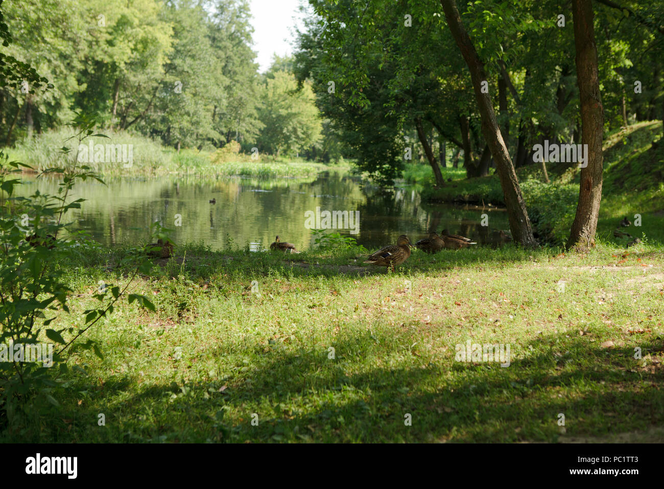 small river in forest, somewhere in central Europe, summer time Stock Photo