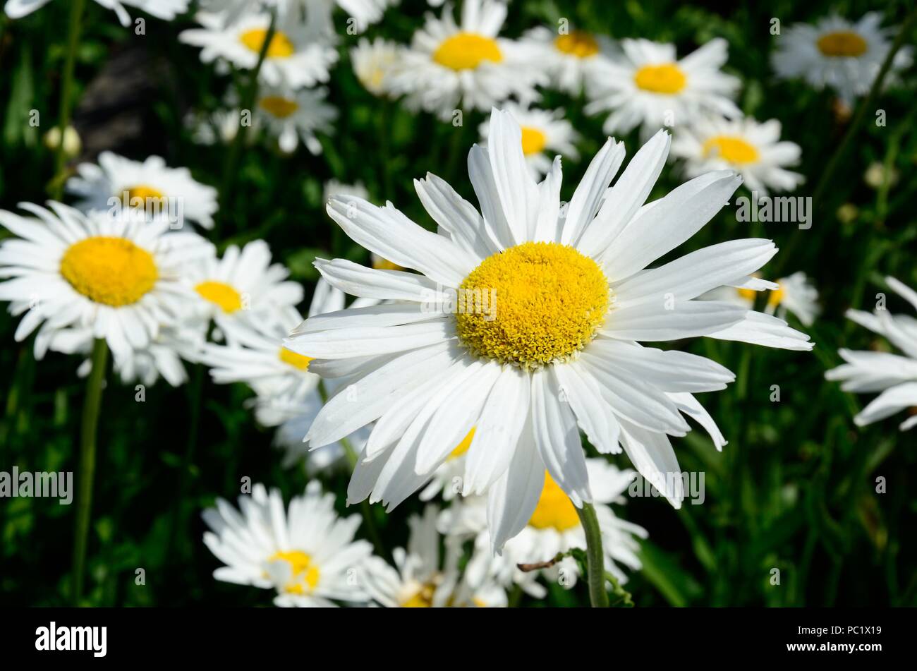 Chrysanthemum maximum starbust Shasta daisy marguarite flowers Stock Photo
