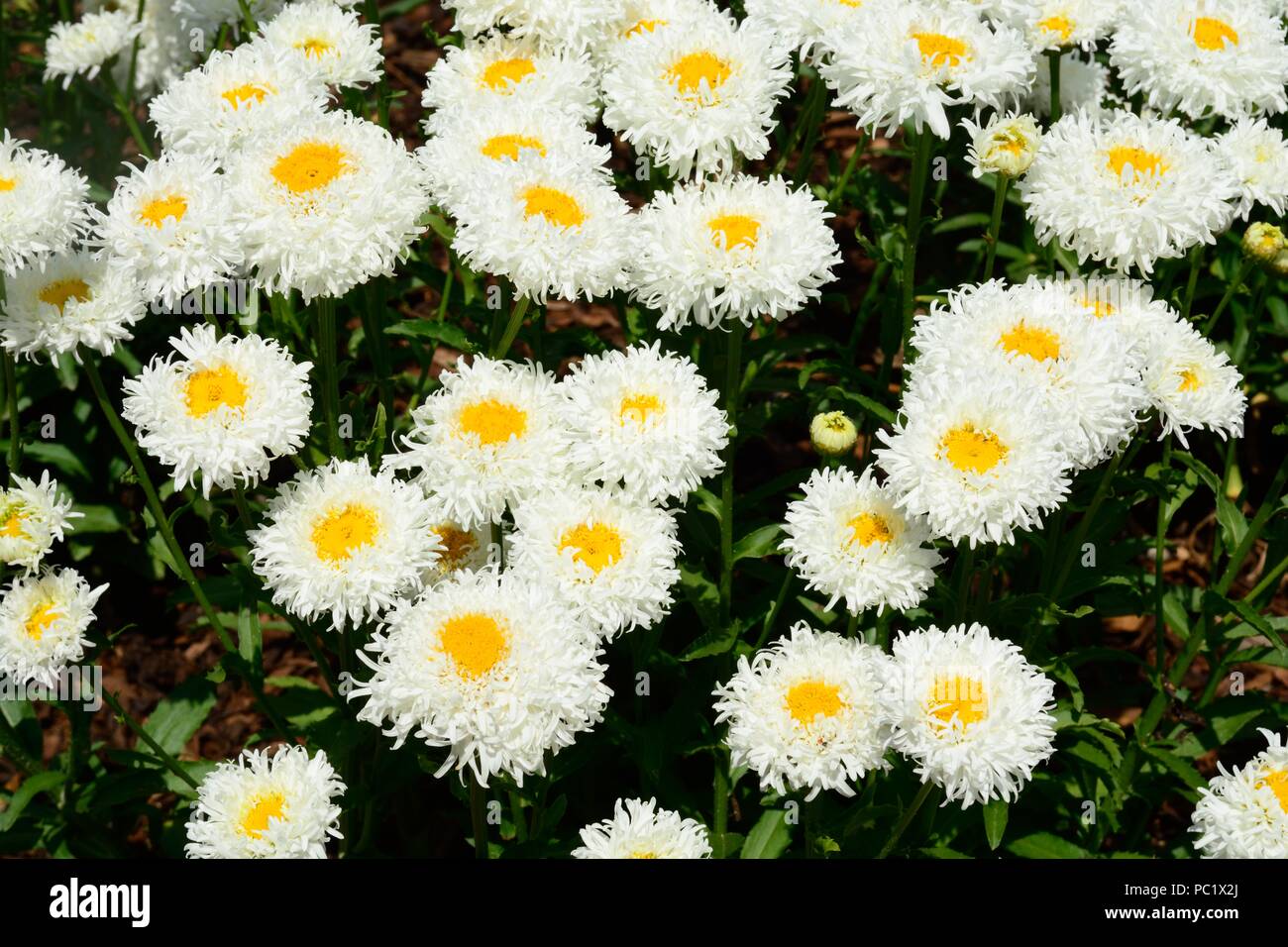 Leucanthemum superbum Engelina  Marguerite Engelina Chrysanthemum maximum Engelina Shasta Daisy flowers Stock Photo