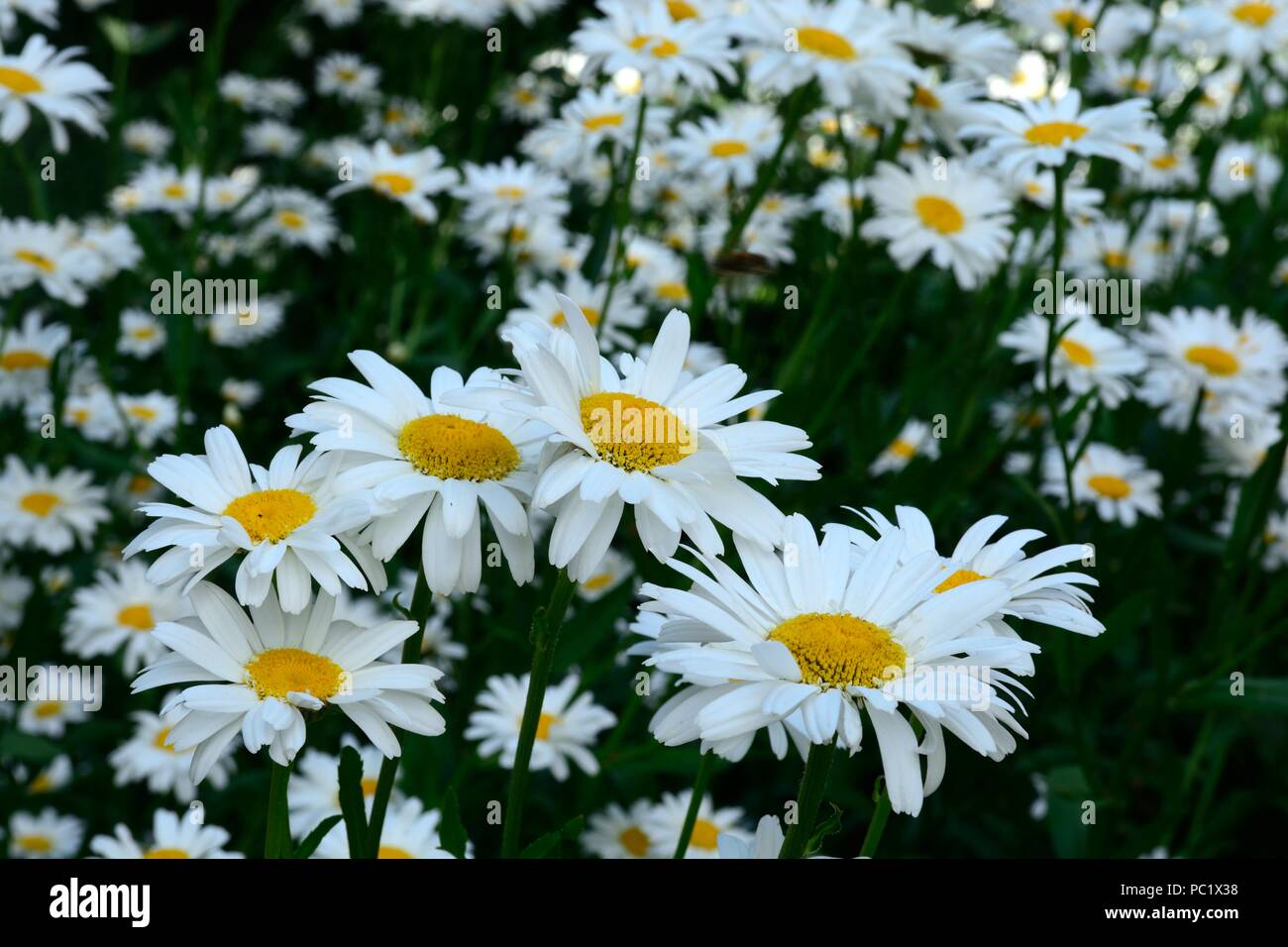 Chrysanthemum maximum starbust Shasta daisy marguarite flowers Stock Photo