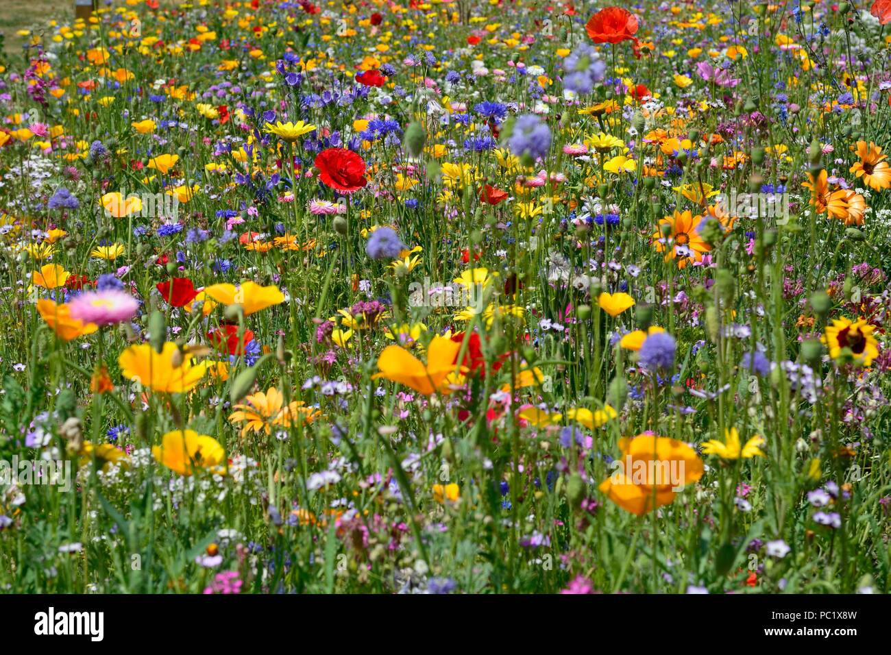 Planted flower meadow with masses of colourful wild flower Stock Photo