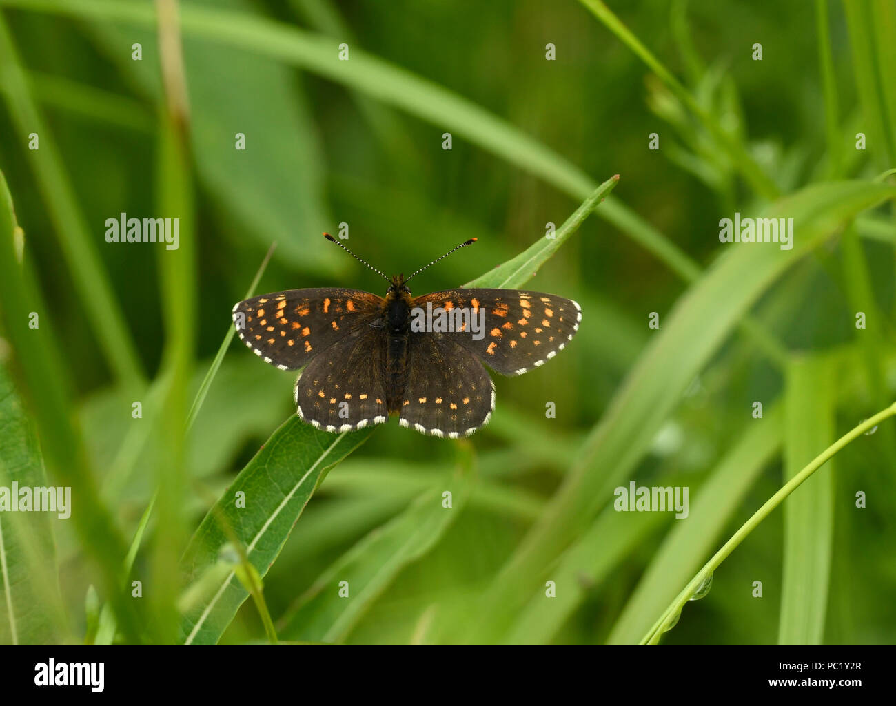 False Heath Fritillary (Melitaea diamina) adult at rest on blade of grass, Estonia, July Stock Photo