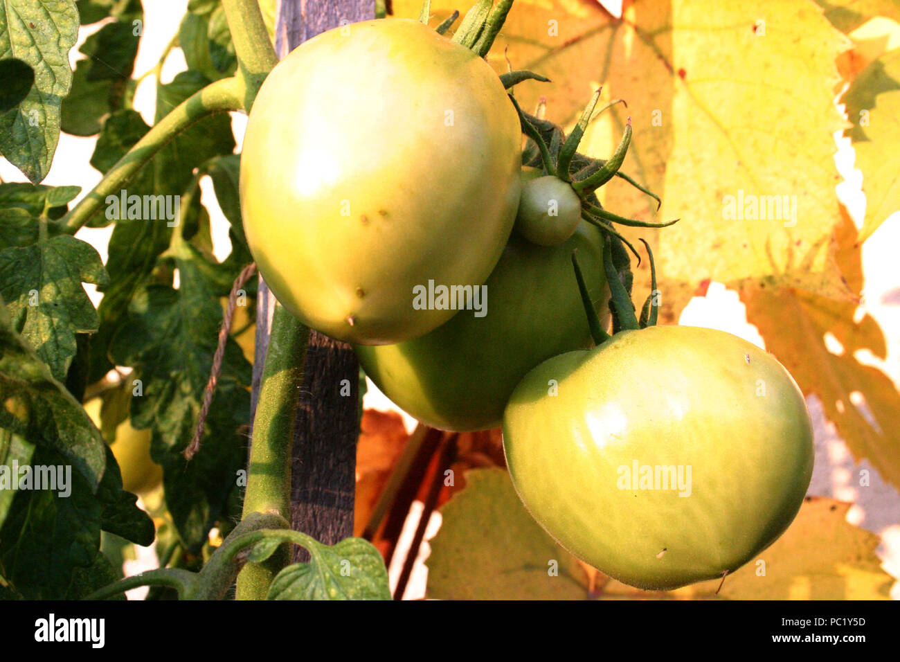 Green tomatoes on the vine Stock Photo - Alamy