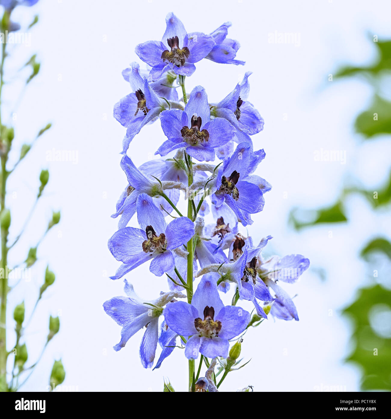 Blue flower is delphinium on white background Stock Photo - Alamy