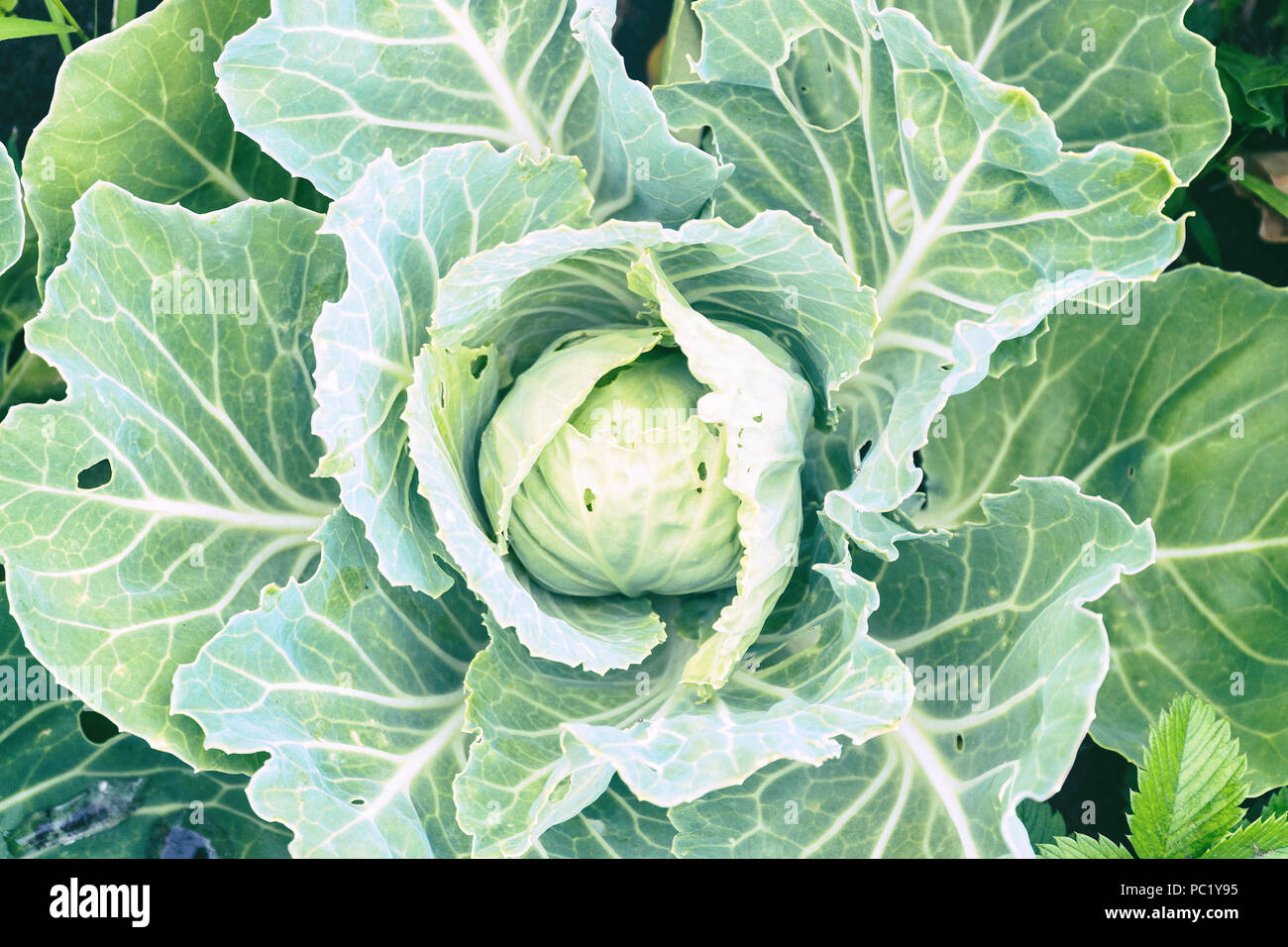 Head of cabbage with large leaves in the garden Stock Photo