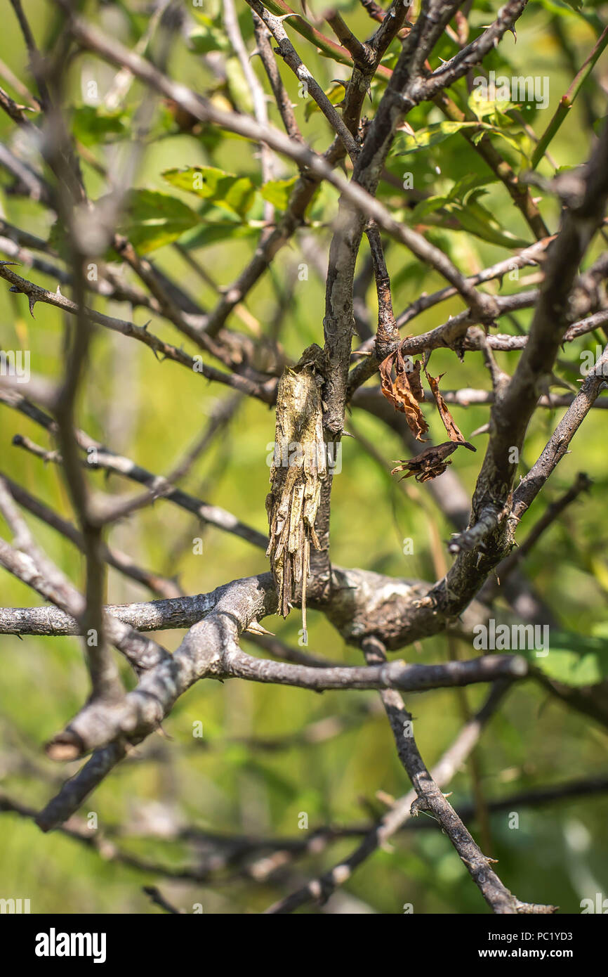 single case of bagworm moth made of plant material Stock Photo