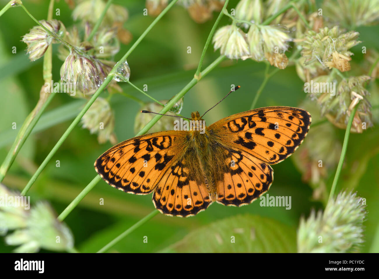 Lesser Marbled Fritillary Butterfly (Brenthis ino) adult at rest on flowers, Estonia, July Stock Photo