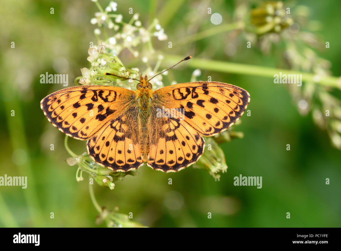 Lesser Marbled Fritillary Butterfly (Brenthis ino)  adult at rest on flowers, Estonia, July Stock Photo