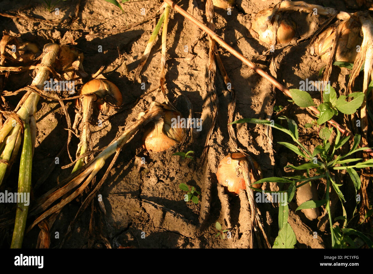 Mature onion plants, with fully grown bulbs Stock Photo Alamy