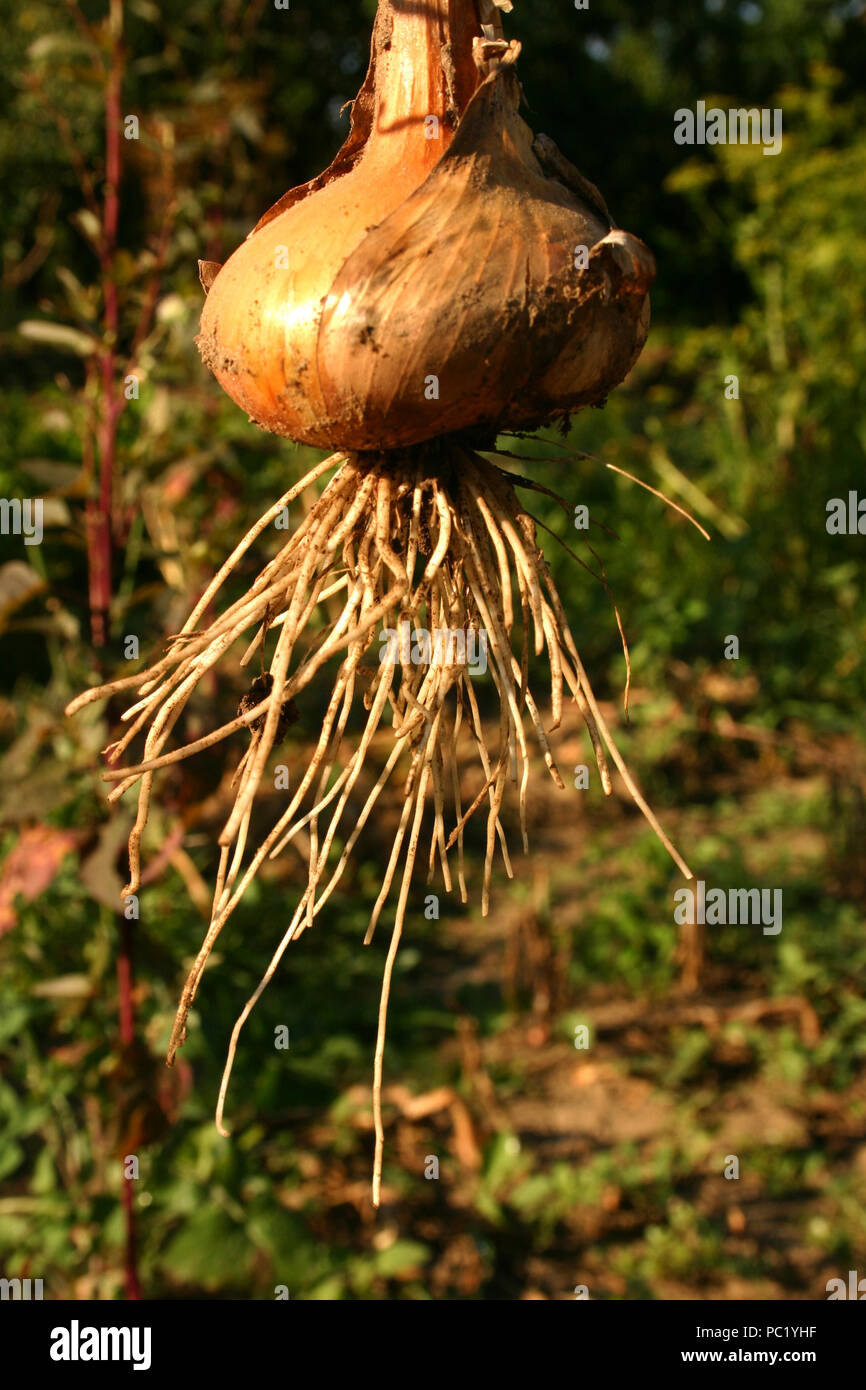 Roots garden onion allium cepa hi-res stock photography and images - Alamy
