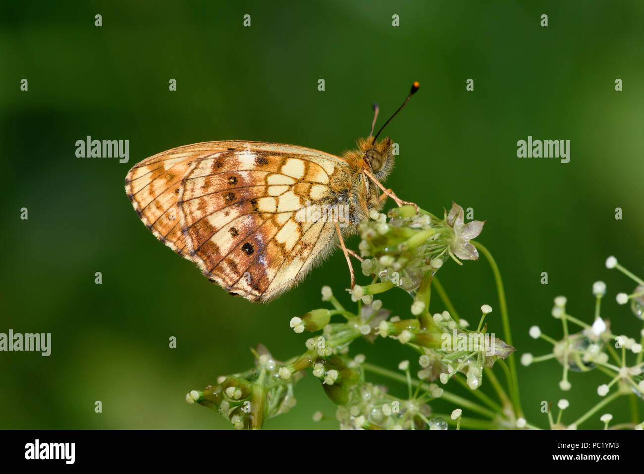 Lesser Marbled Fritillary Butterfly (Brenthis ino)  adult at rest on flowers, view of underside of wings, Estonia, July Stock Photo