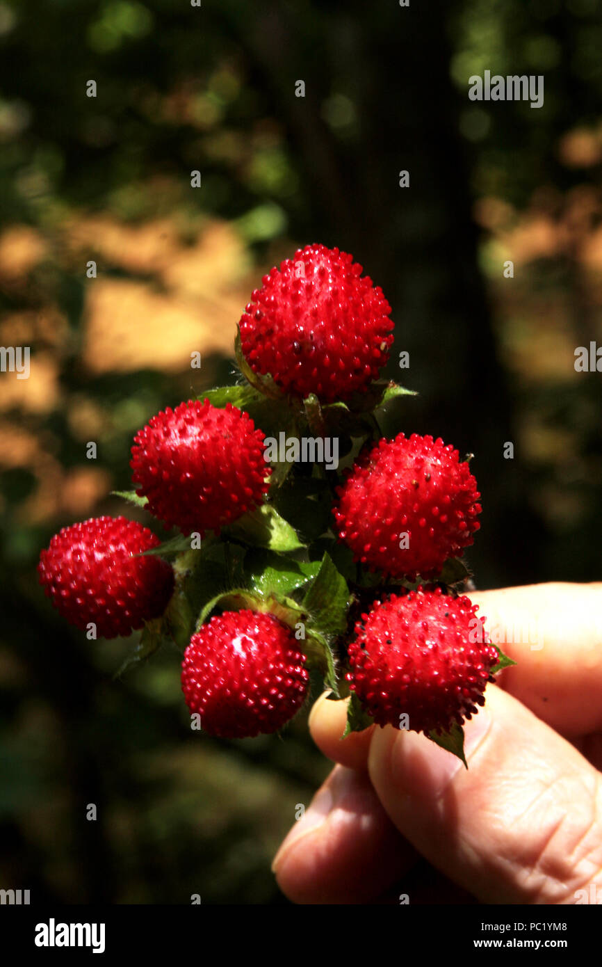 Close-up of Wild Strawberries (Fragaria Vesca) Stock Photo