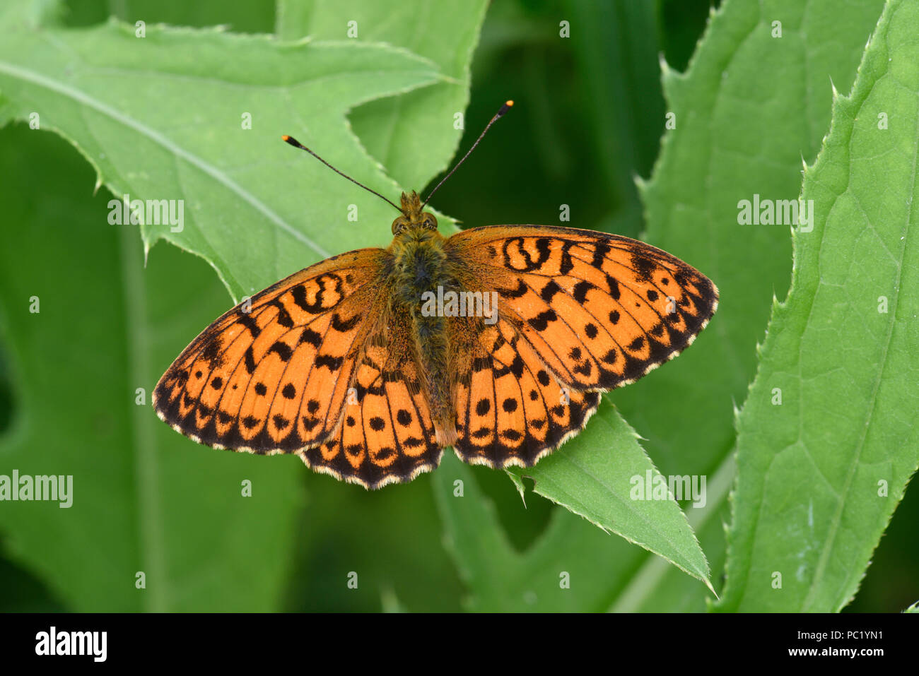 Lesser Marbled Fritillary Butterfly (Brenthis ino)  adult at rest on leaf, Estonia, July Stock Photo