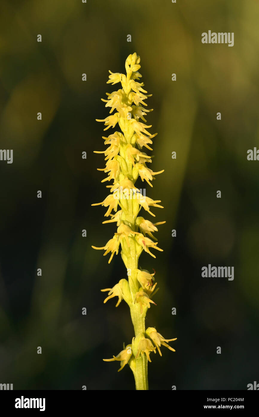 Musk Orchid (Herminium monorchis) flower spike in evening light, Estonia, July Stock Photo