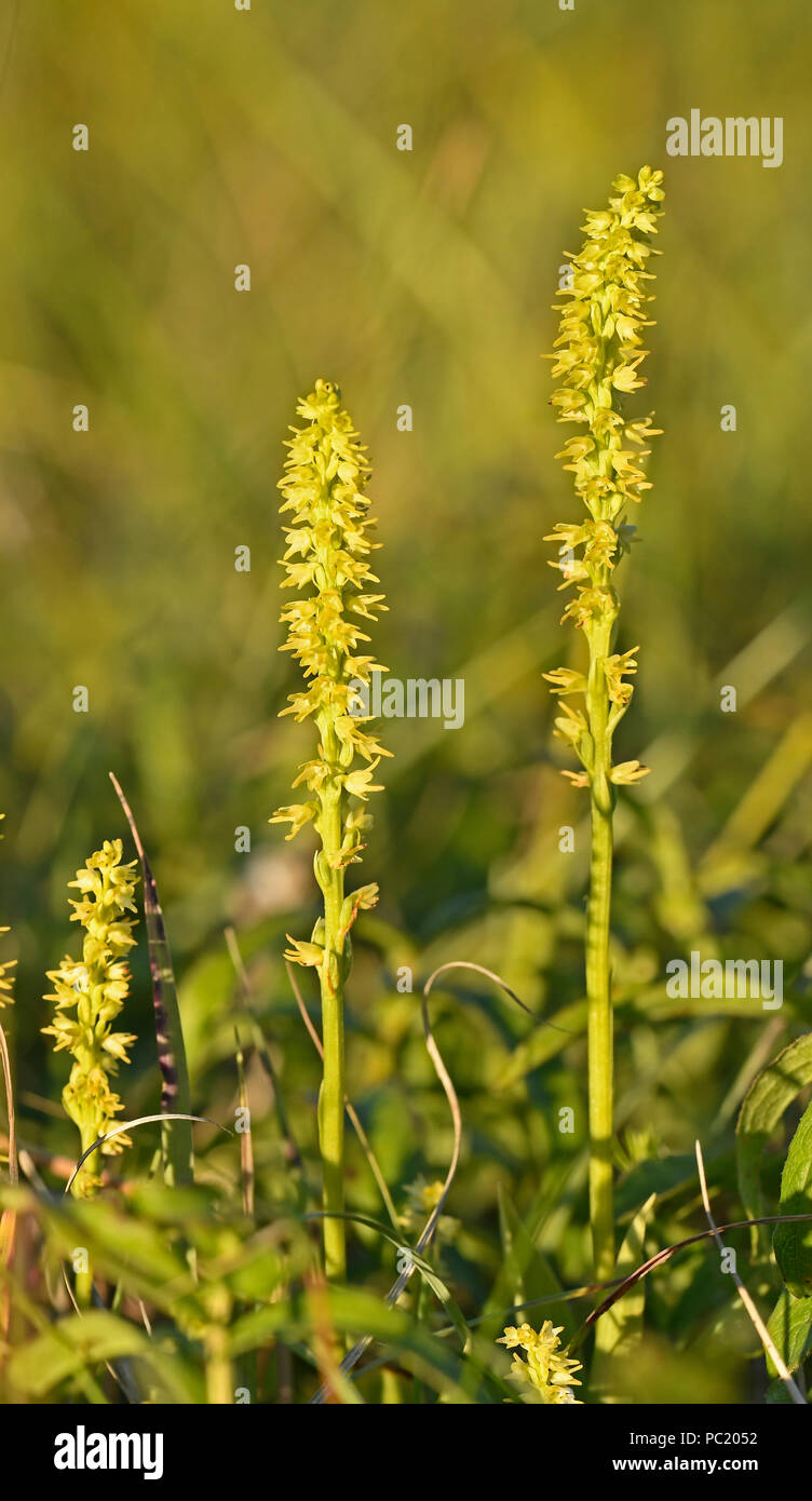 Musk Orchid (Herminium monorchis) flower spikes in evening light, Estonia, July Stock Photo