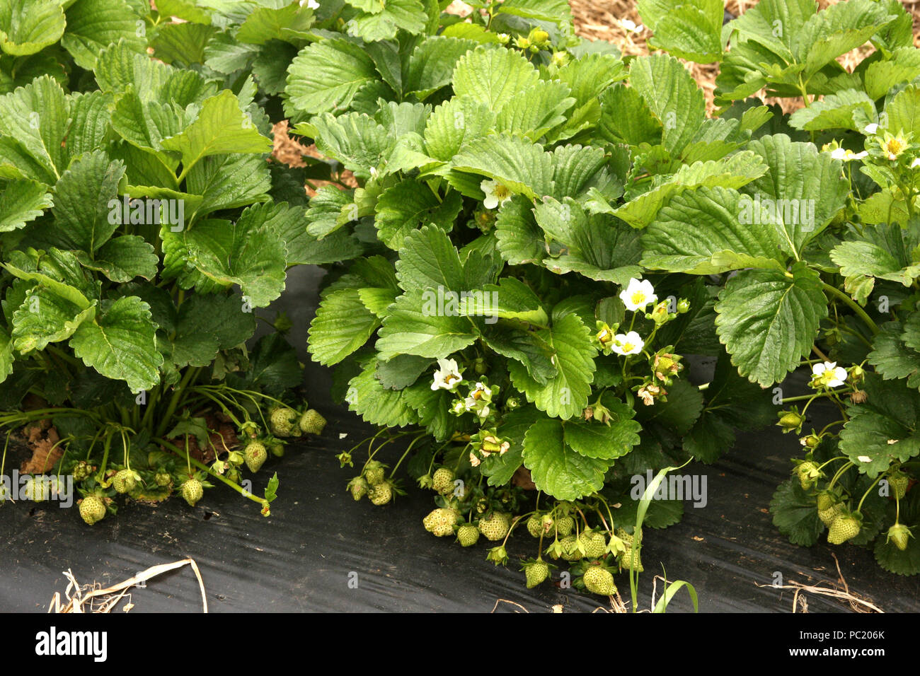 Strawberries growing at the farm Stock Photo - Alamy