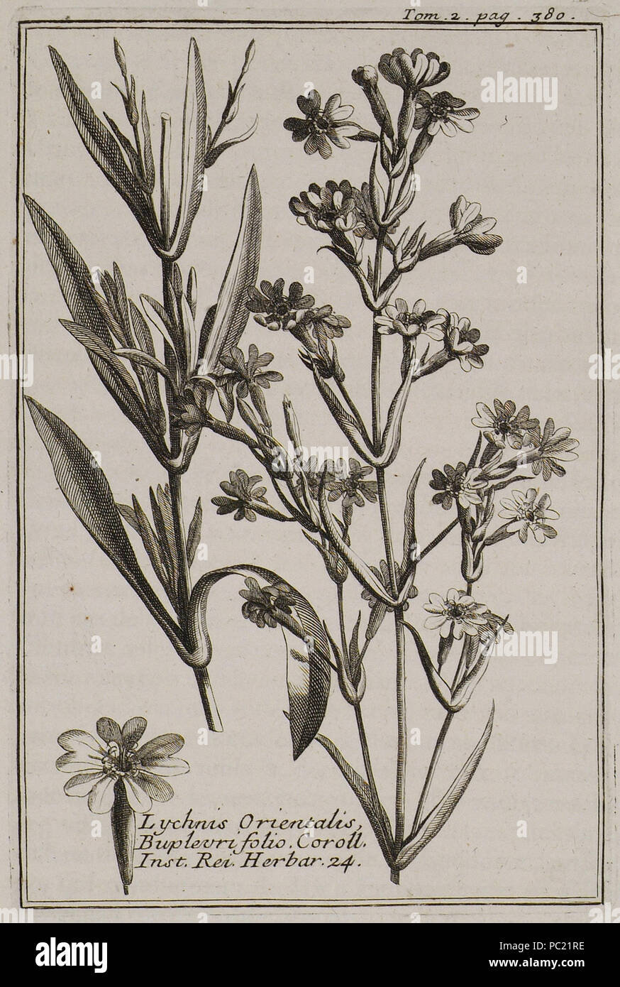 383 Lychnis Orientalis Buplevri folio Coroll Inst Rei herb 24 - Tournefort Joseph Pitton De - 1717 Stock Photo