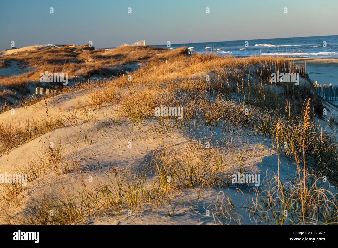 Low, late afternoon autumn 'magic hour' sunlight spreads its gold over beach dunes and sea grass, with background surf and sky, Outer Banks, NC. Stock Photo