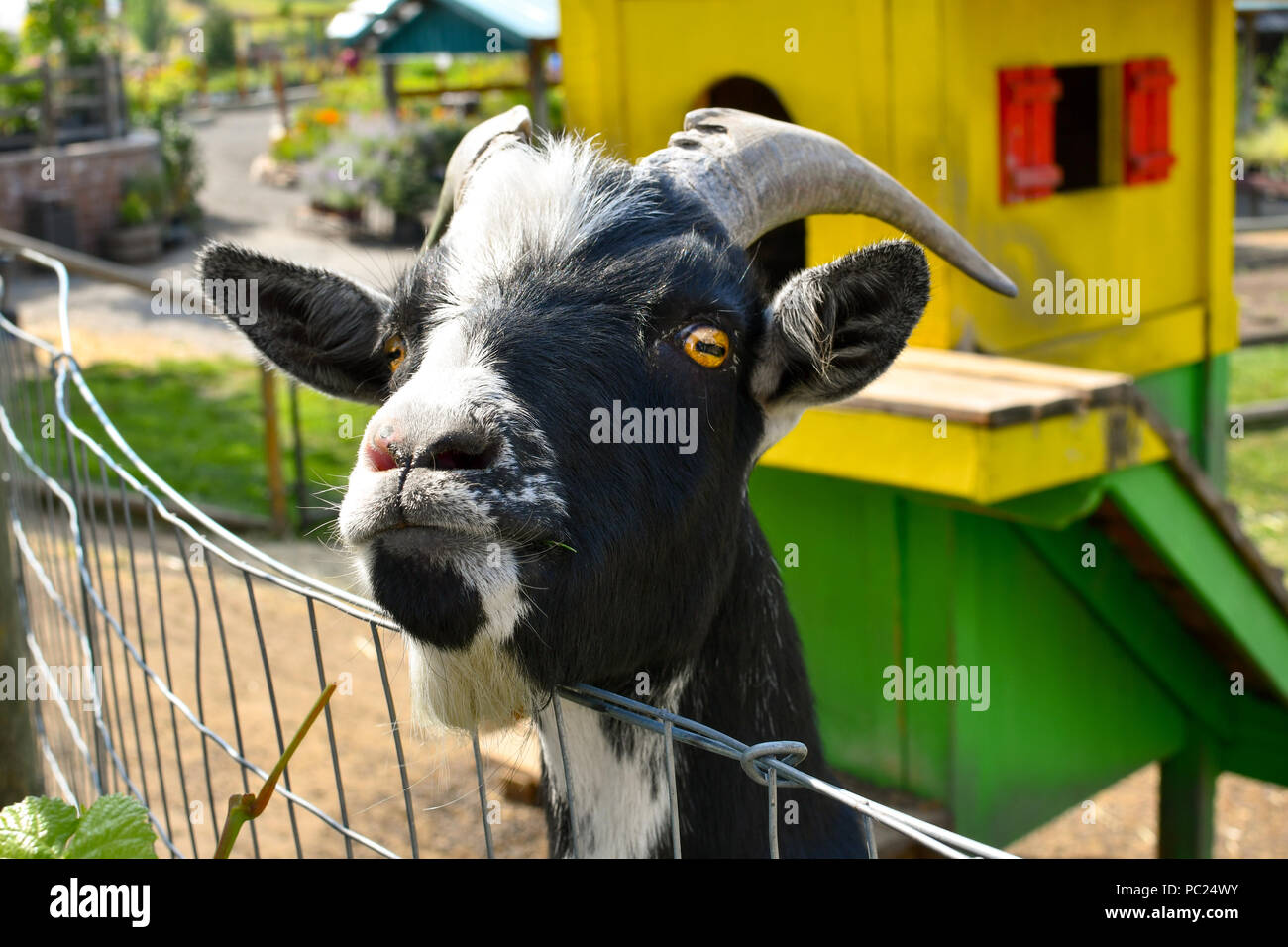 A male British Alpine goat, or Toggenburg Goat sticks his head over a fence. Stock Photo