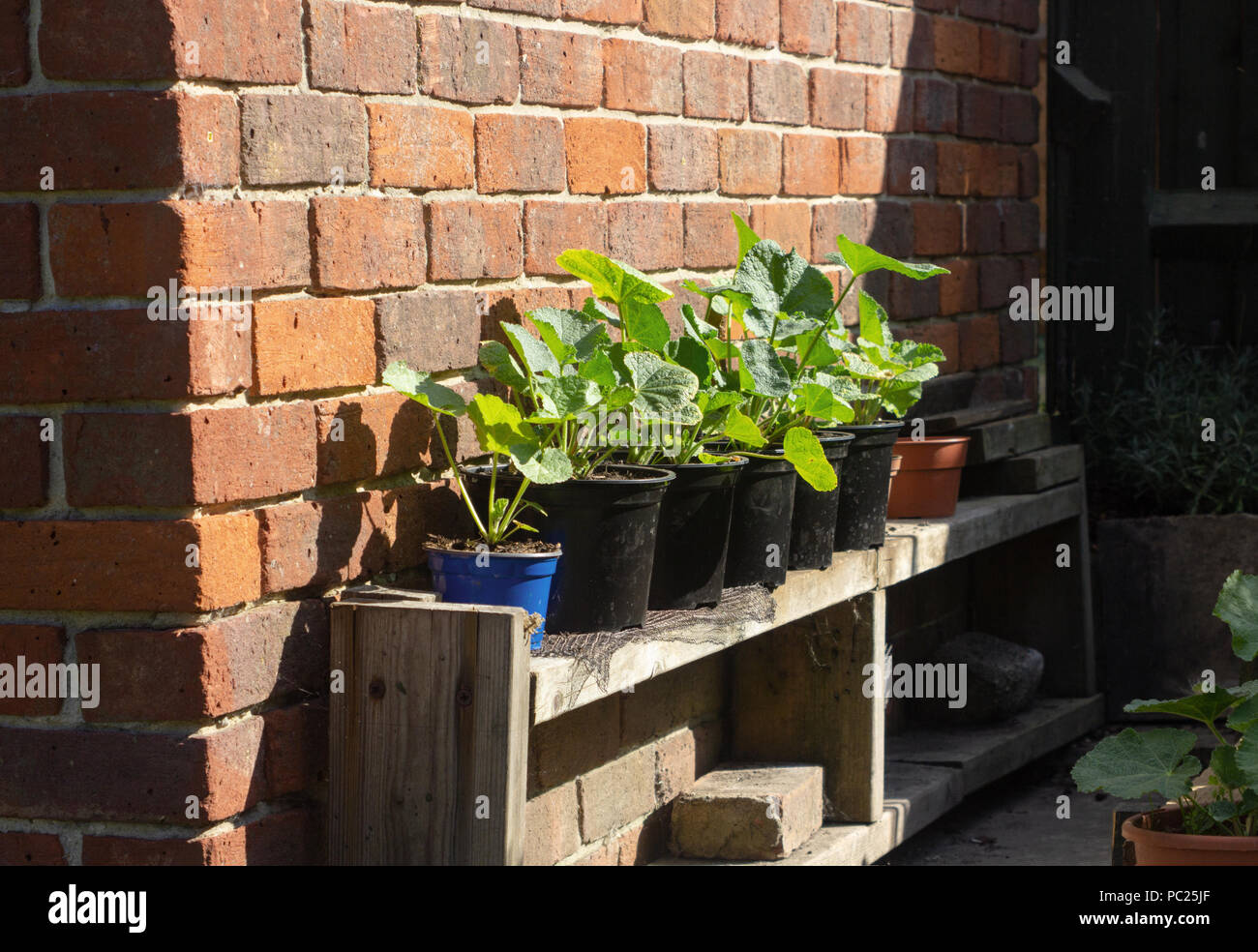 Young plants against a sunny brick wall Stock Photo Alamy