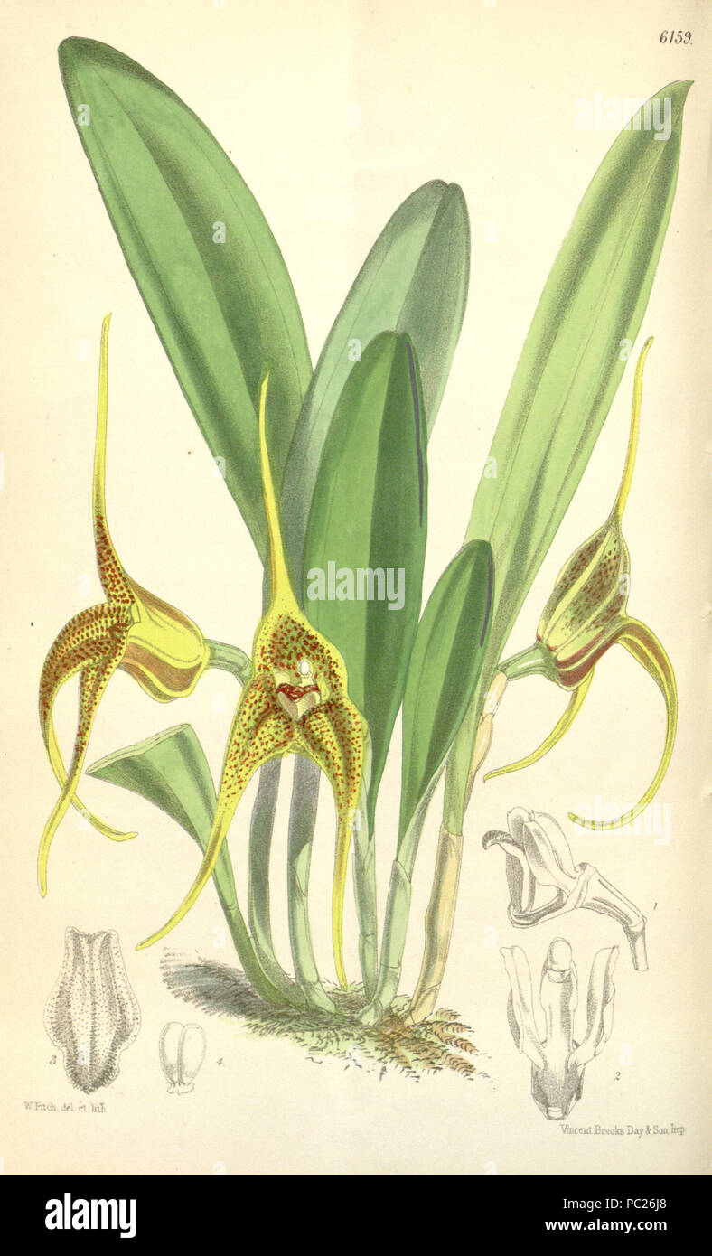 405 Masdevallia peristeria - Curtis' 101 (Ser. 3 no. 31) pl. 6159 (1875) Stock Photo