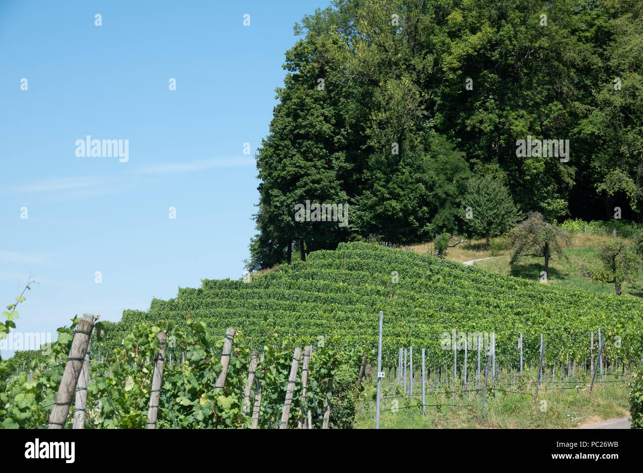 Hiking in the wine terraces of the Weinland region of the city of Zurich, Switzerland Stock Photo