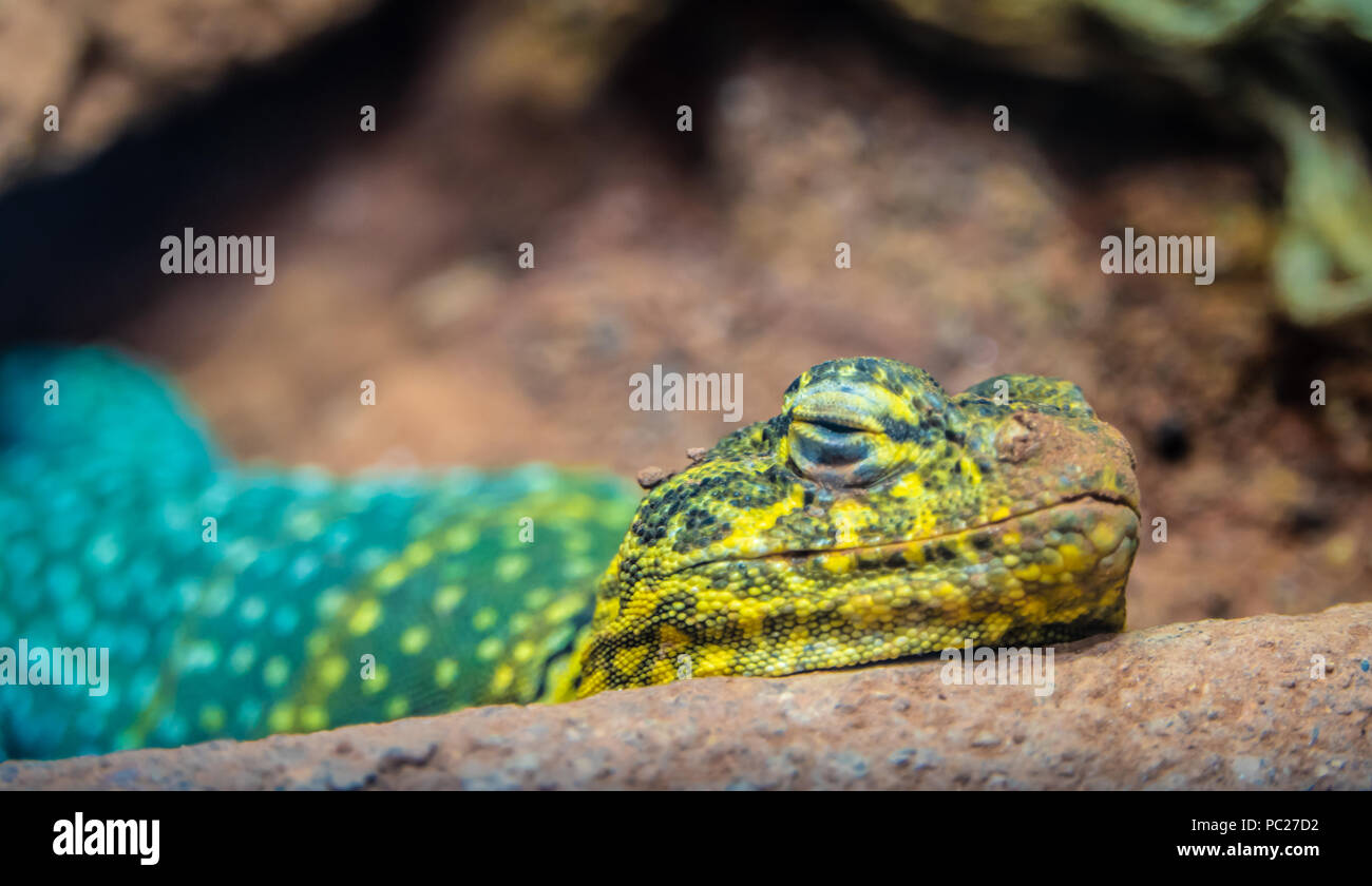 Blue Collared Lizard, Why Collared Lizards Make Great Pets Youtube, The blazing blue eastern collared lizard!