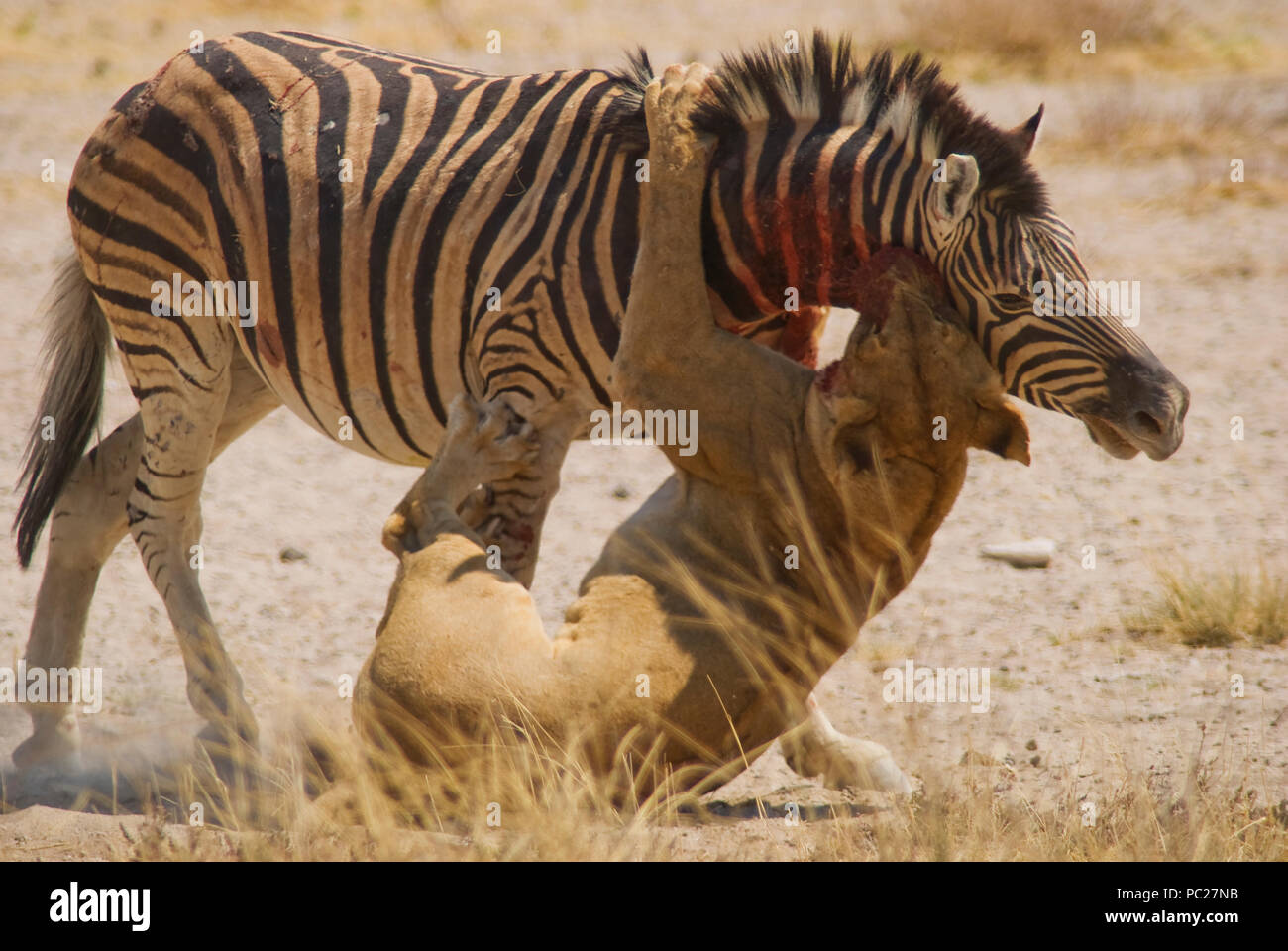 Nieuwheid ideologie terugtrekken Lioness (Panthera leo) killing zebra (Equus quagga) at Salvadora waterhole,  Etosha National Parl, Namibia Stock Photo - Alamy