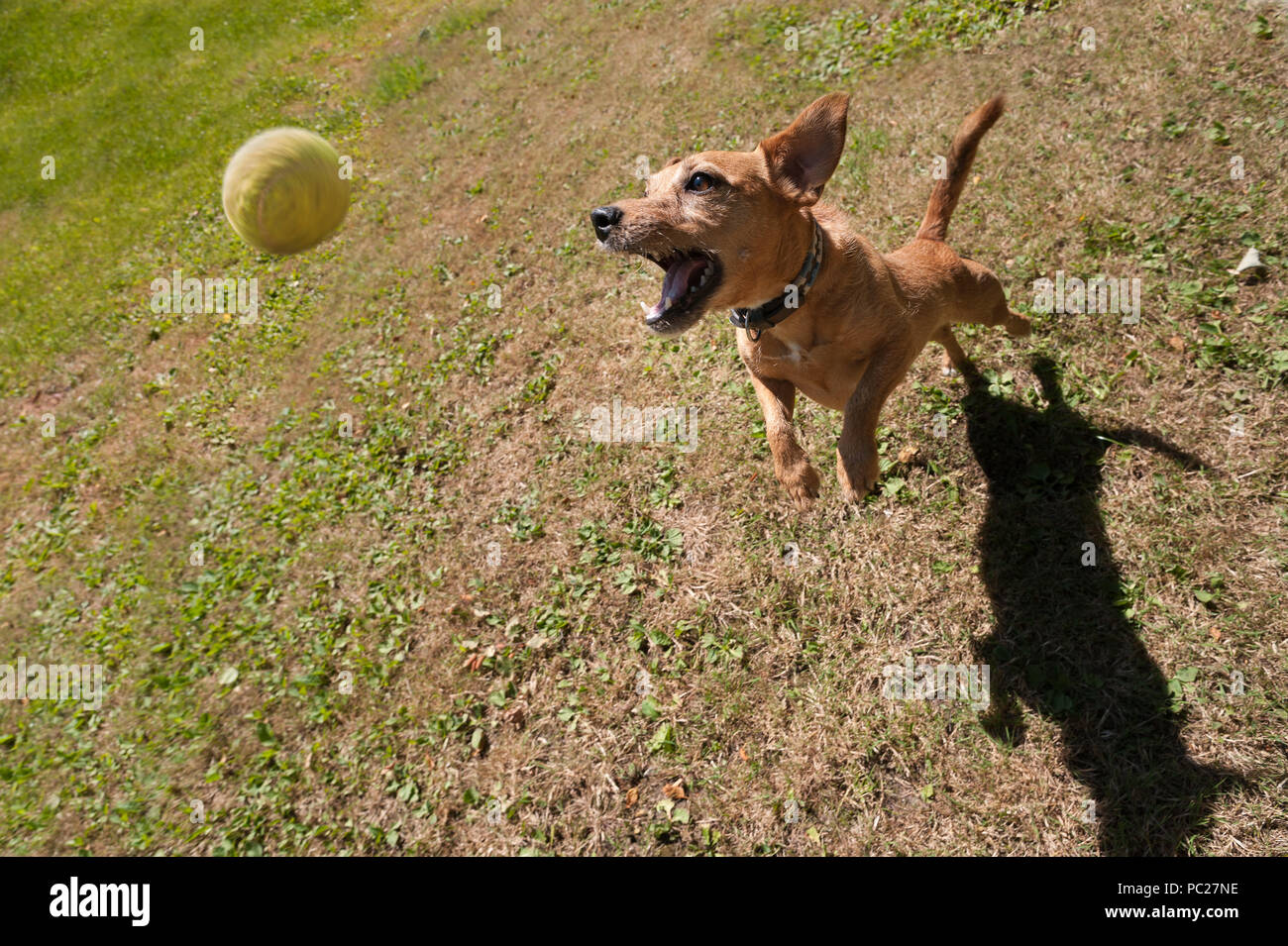 Why Do Dogs Like To Catch Balls