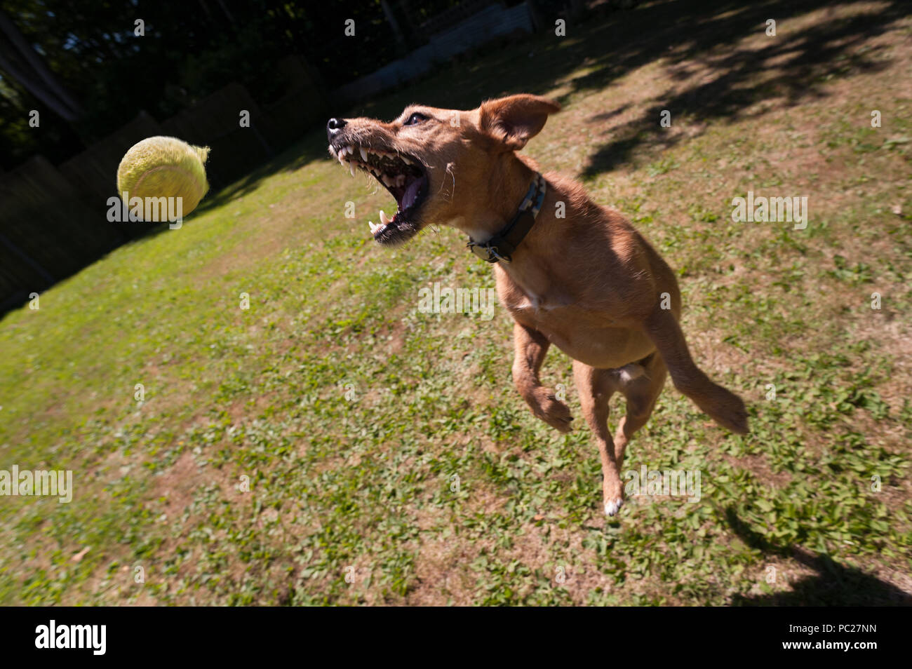 Why Do Dogs Run Around Crazy