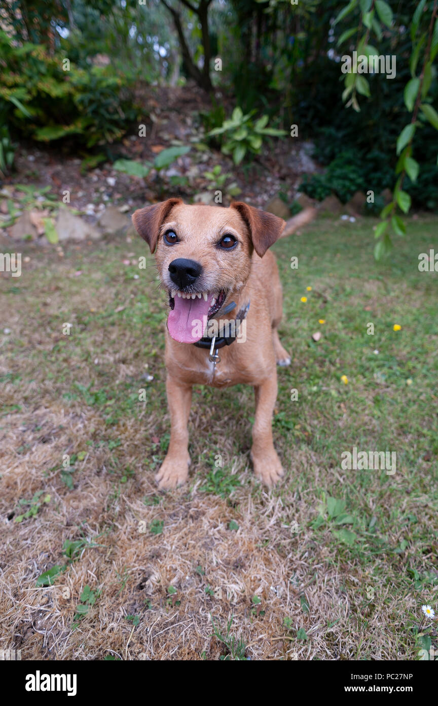 Panting heavily and worn out a cute terrier dog still is wanting to