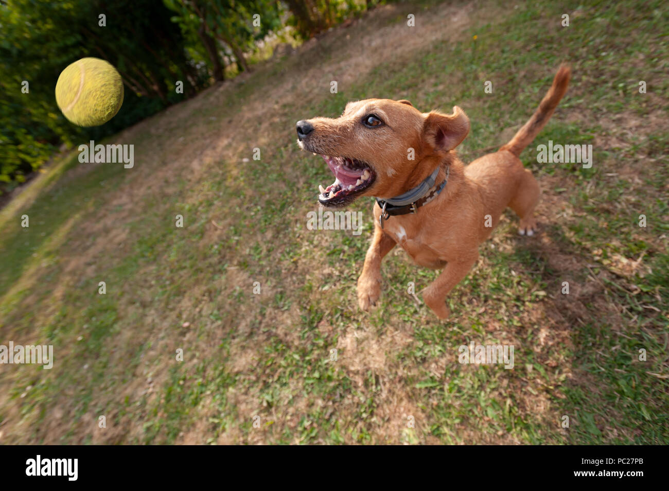 dog chasing tennis ball