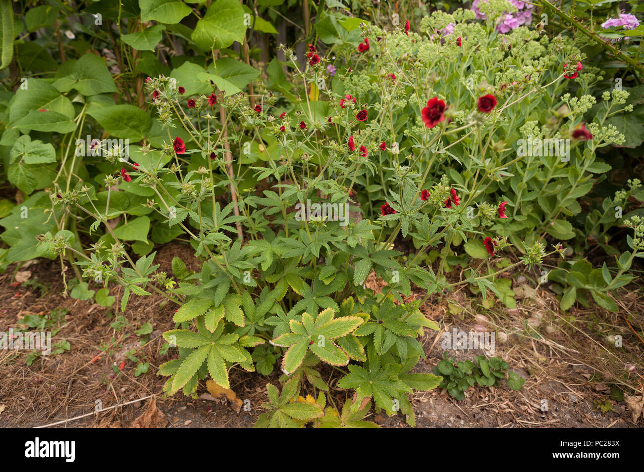 Deep pretty red flowers to a self sown cannabis plant from bird seed