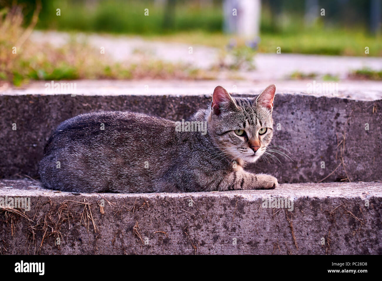 Tabby cat resting on the stairs Stock Photo