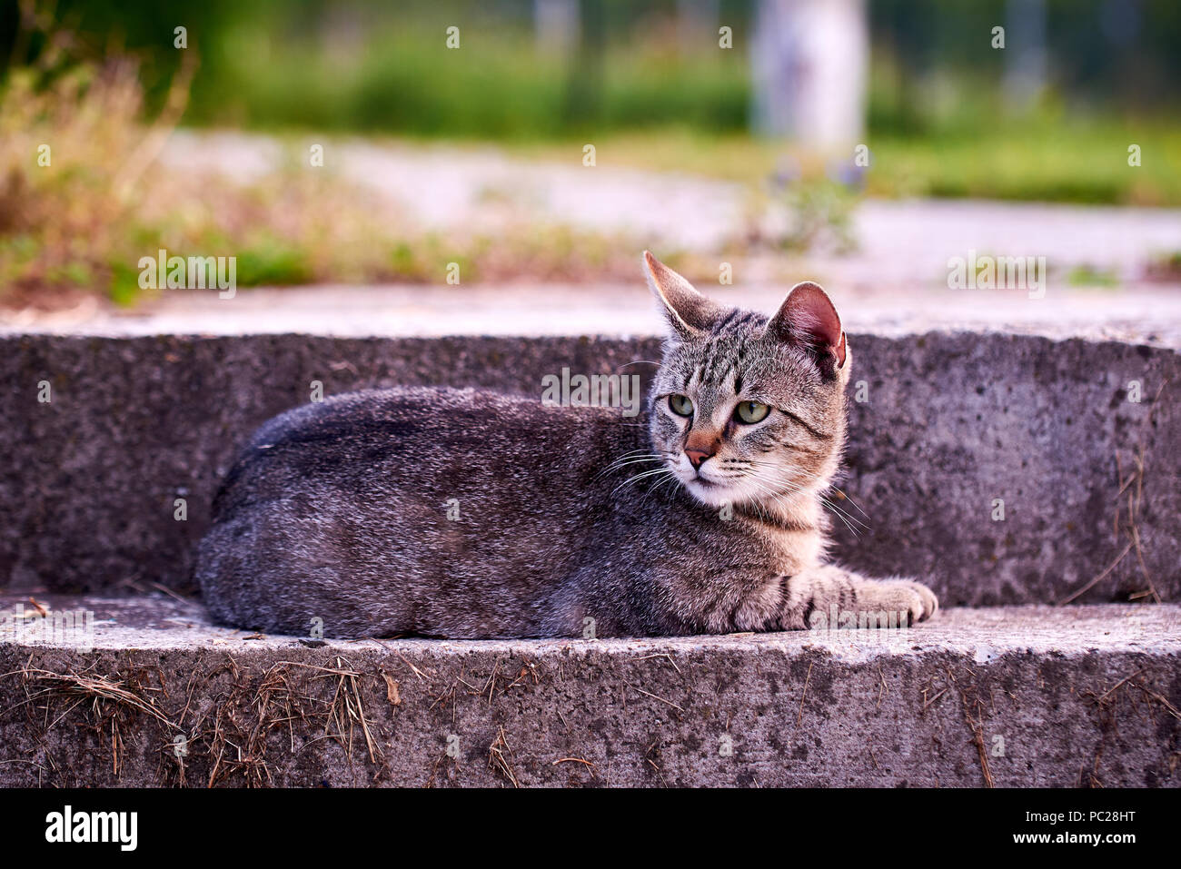 Tabby cat resting on the stairs Stock Photo